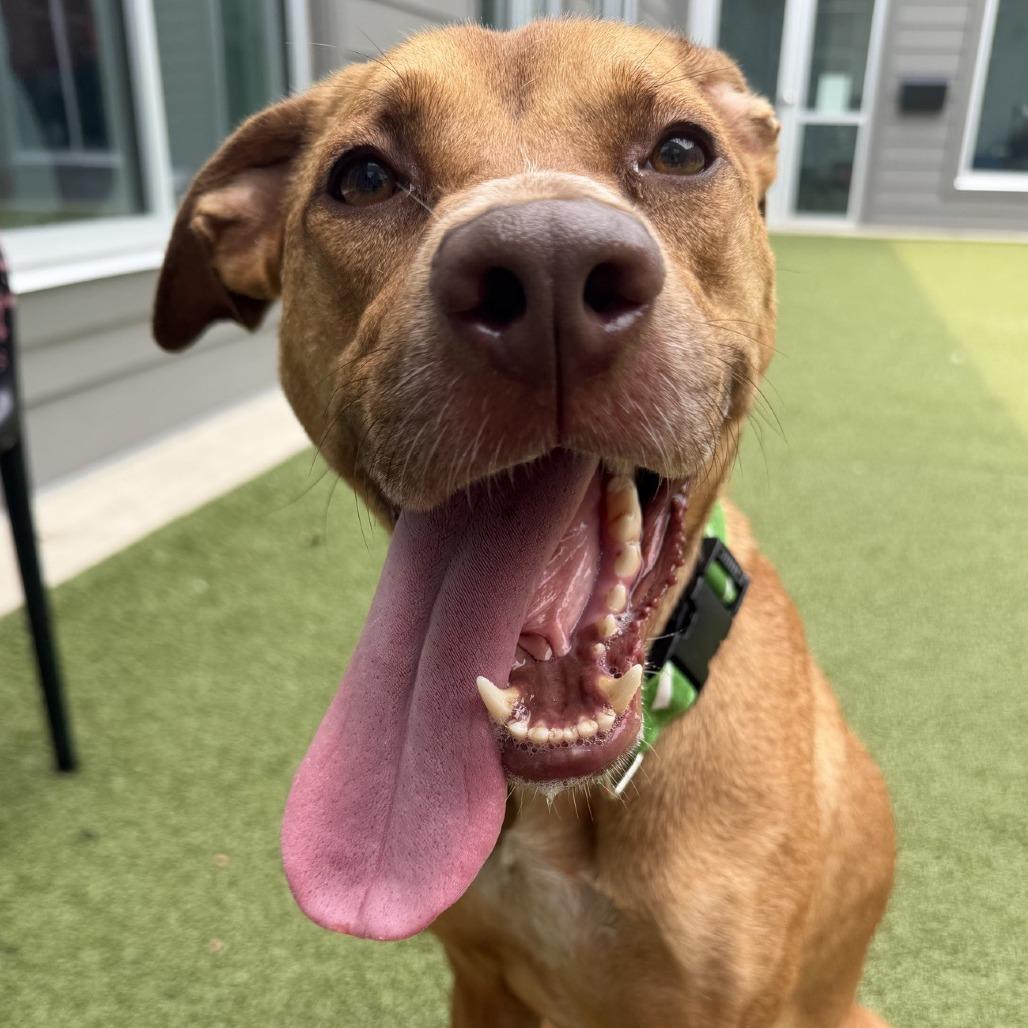Apple Butter, Adoptable, Adult Female Mixed Breed.