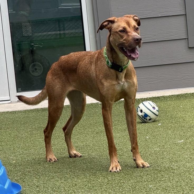 Apple Butter, a Adoptable Mixed Breed in Greensboro, NC image 2/6
