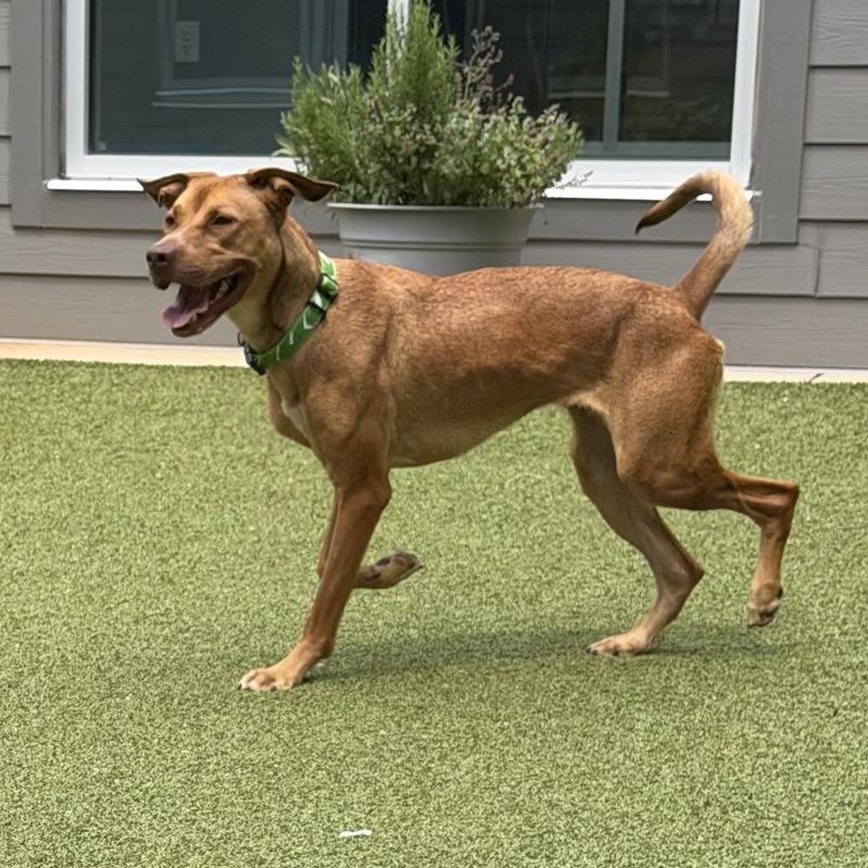 Apple Butter, a Adoptable Mixed Breed in Greensboro, NC image 3/6