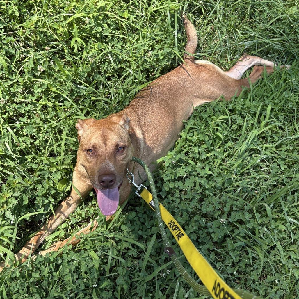 Apple Butter, a Adoptable Mixed Breed in Greensboro, NC image 4/6