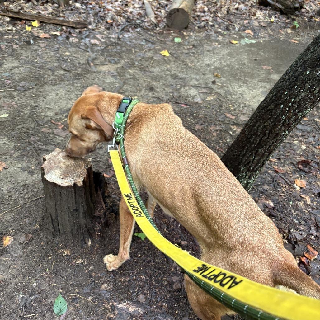 Apple Butter, a Adoptable Mixed Breed in Greensboro, NC image 5/6