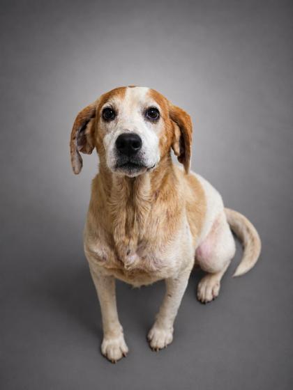 Enlarge Austin, a Adoptable mixed breed in Bowling Green, KY image 1/1