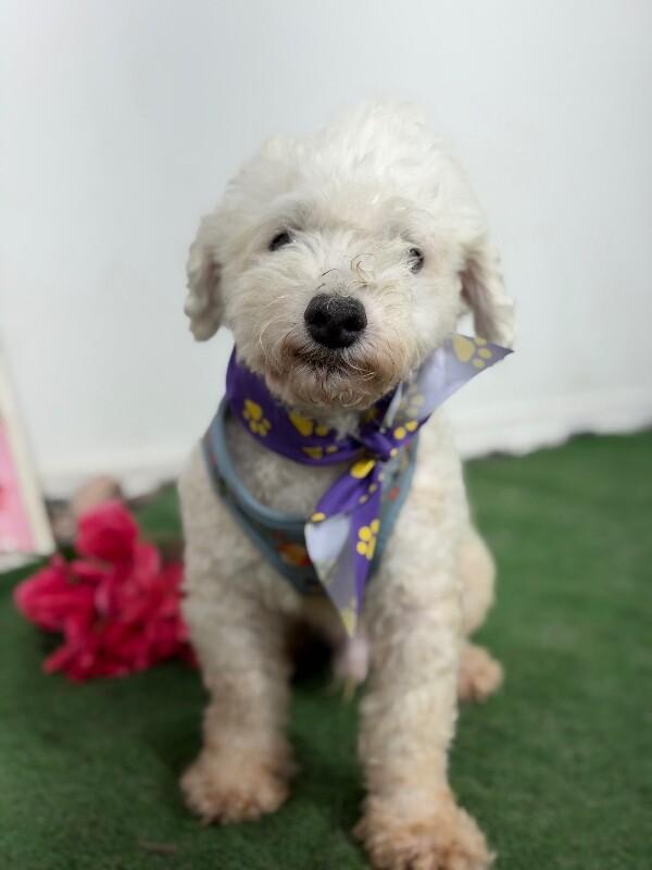 Charlie-One of our Amazing Rescue Dogs, adopted, Adult Male Poodle & Maltese.