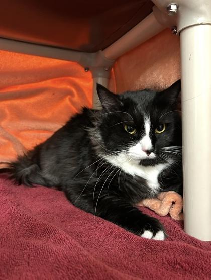 Jackpot, Adoptable, Adult Male Domestic Short Hair & Domestic Short Hair.