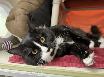 Jackpot, a Adoptable mixed breed in Scotia, NY image 3/3