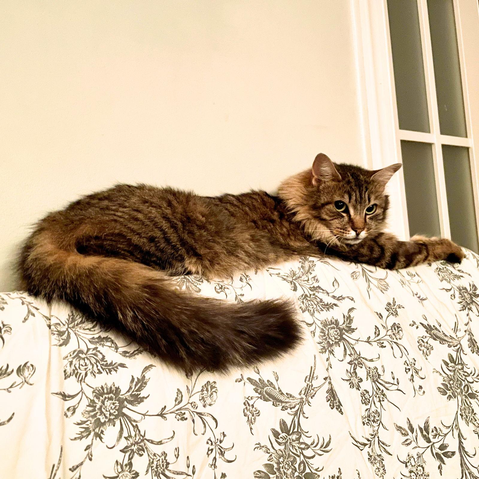 Wanda, Adoptable, Adult Female Domestic Long Hair.