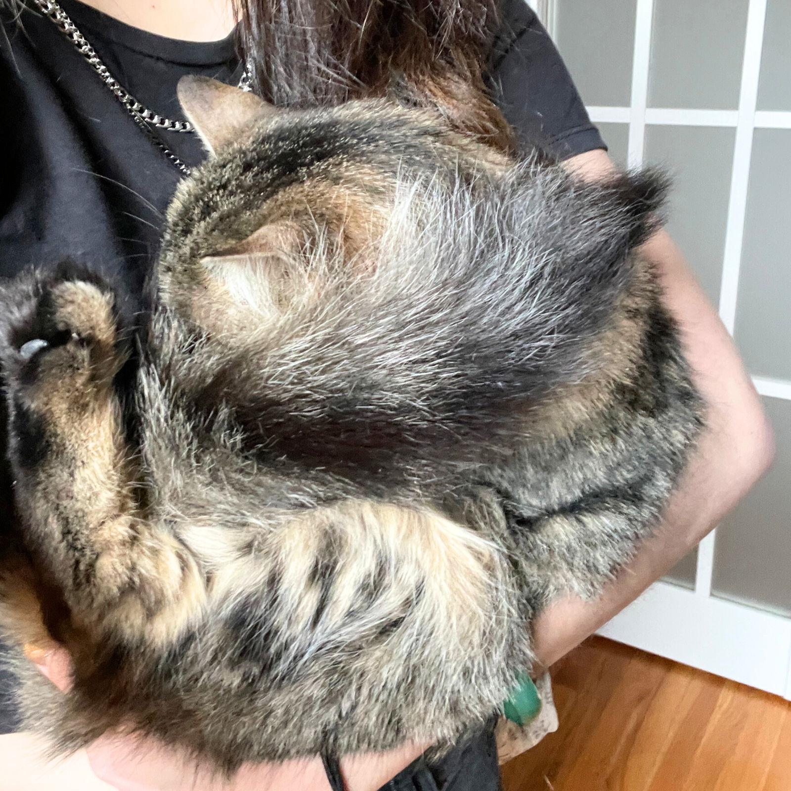 Enlarge Wanda, a Adoptable Domestic Long Hair in Brooklyn, NY image 2/3