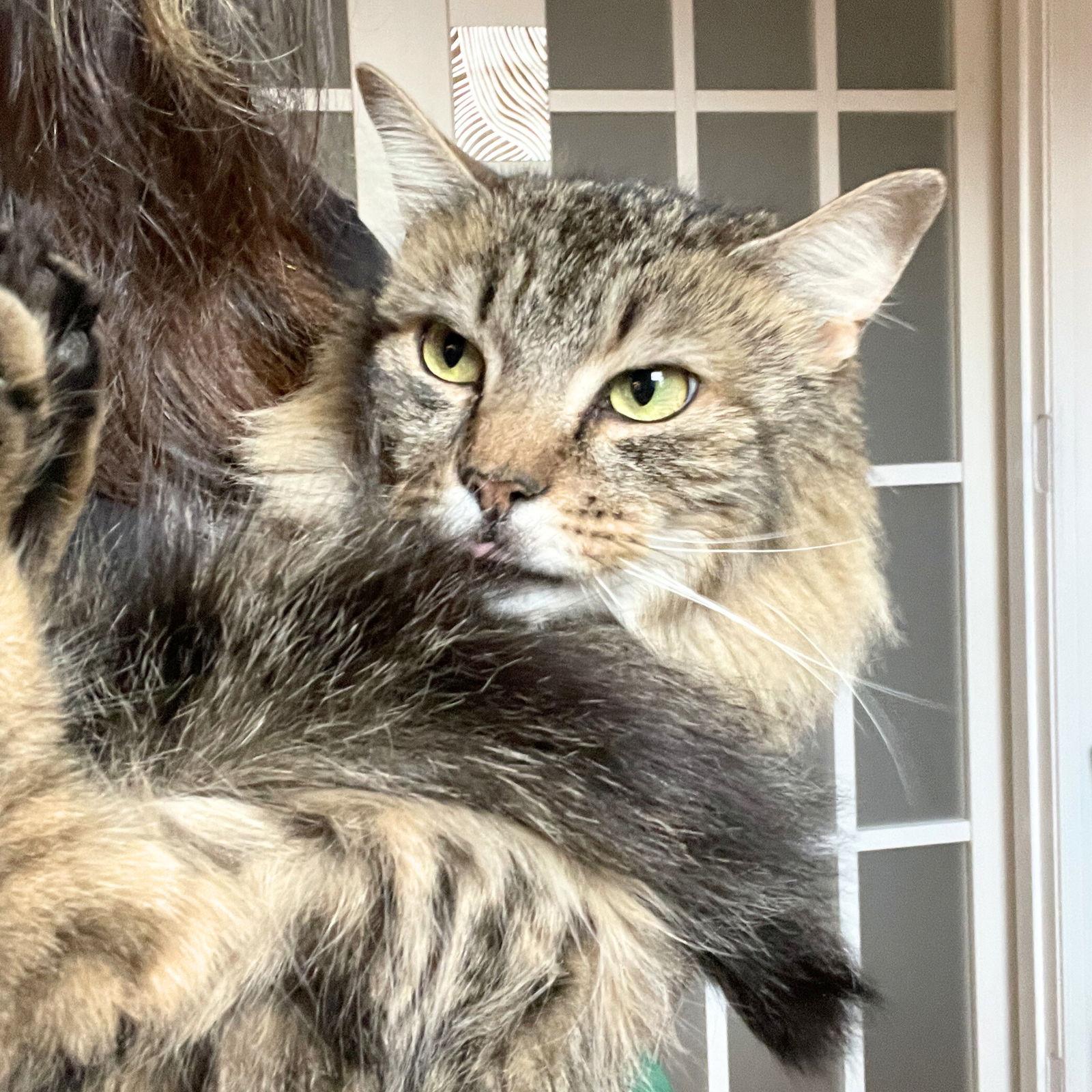 Enlarge Wanda, a Adoptable Domestic Long Hair in Brooklyn, NY image 3/3
