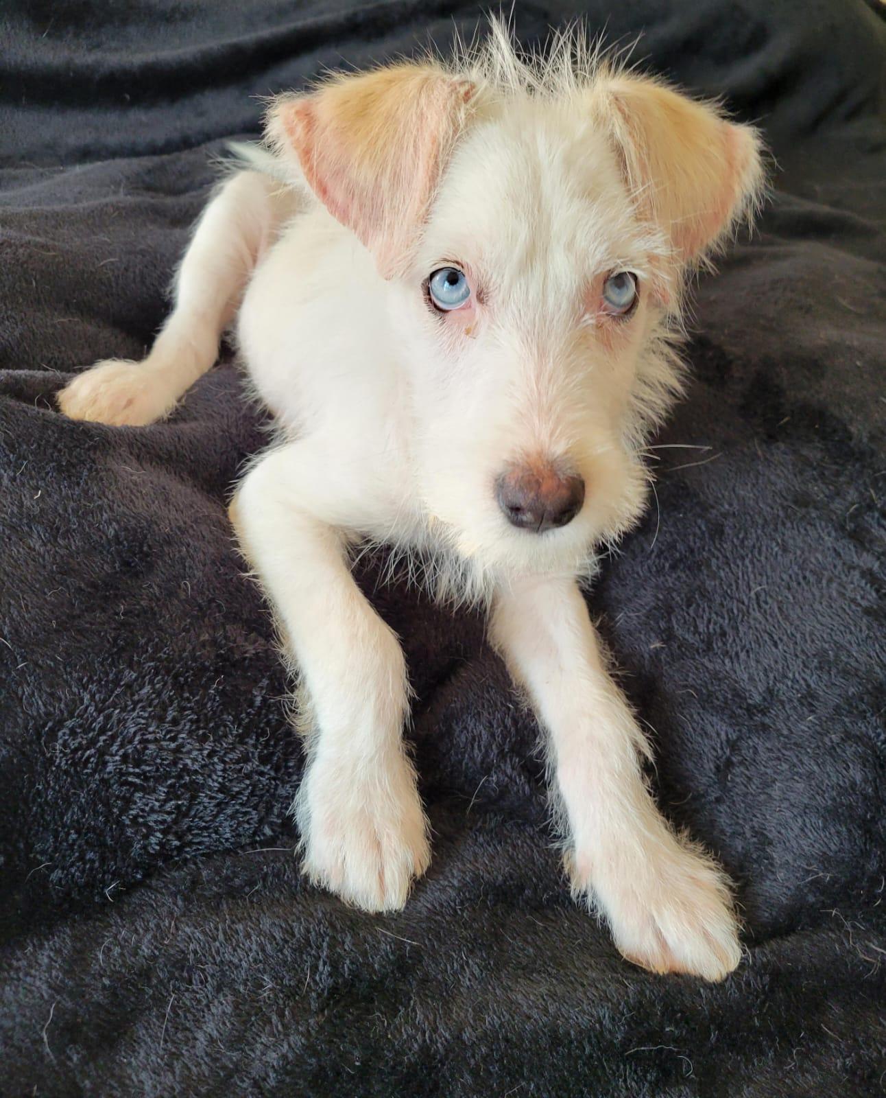 Enlarge Bluey, a Adoptable mixed breed in Sherwood, OR image 4/5