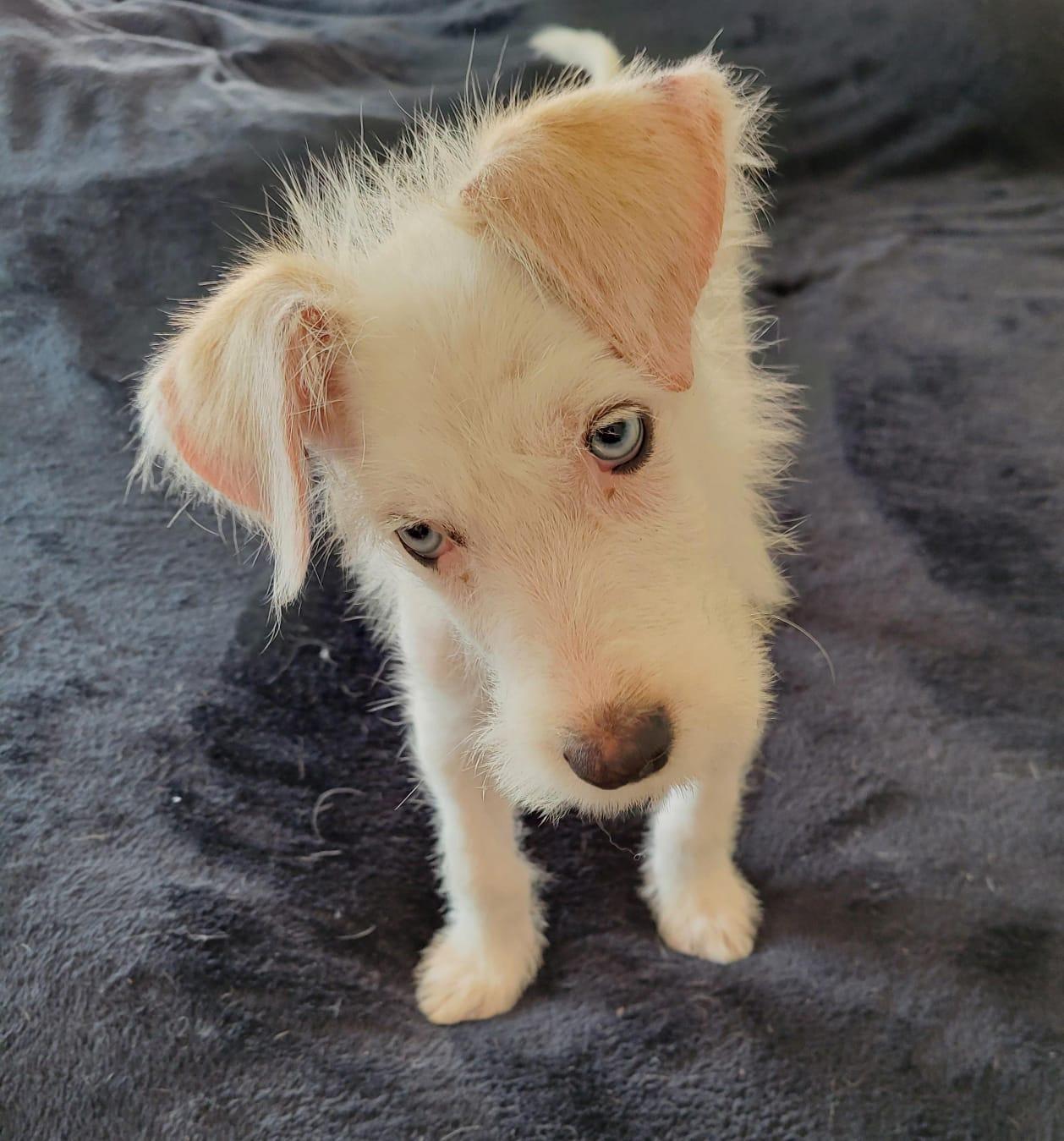 Enlarge Bluey, a Adoptable mixed breed in Sherwood, OR image 5/5