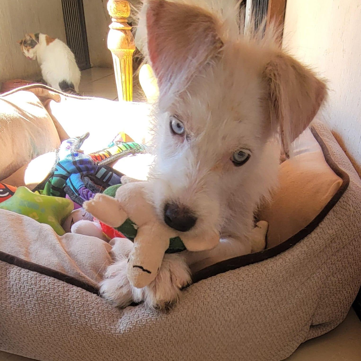 Enlarge Bluey, a Adoptable mixed breed in Sherwood, OR image 2/5