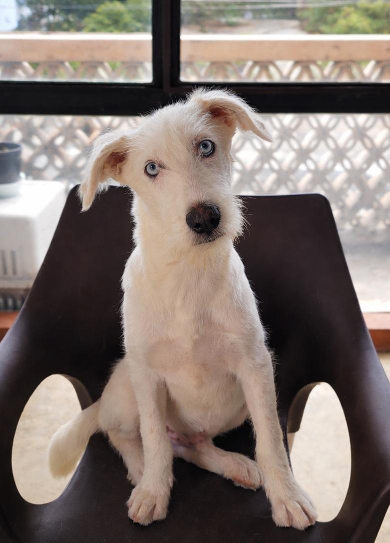 Bluey, Adoptable, Young Male Terrier & Husky.