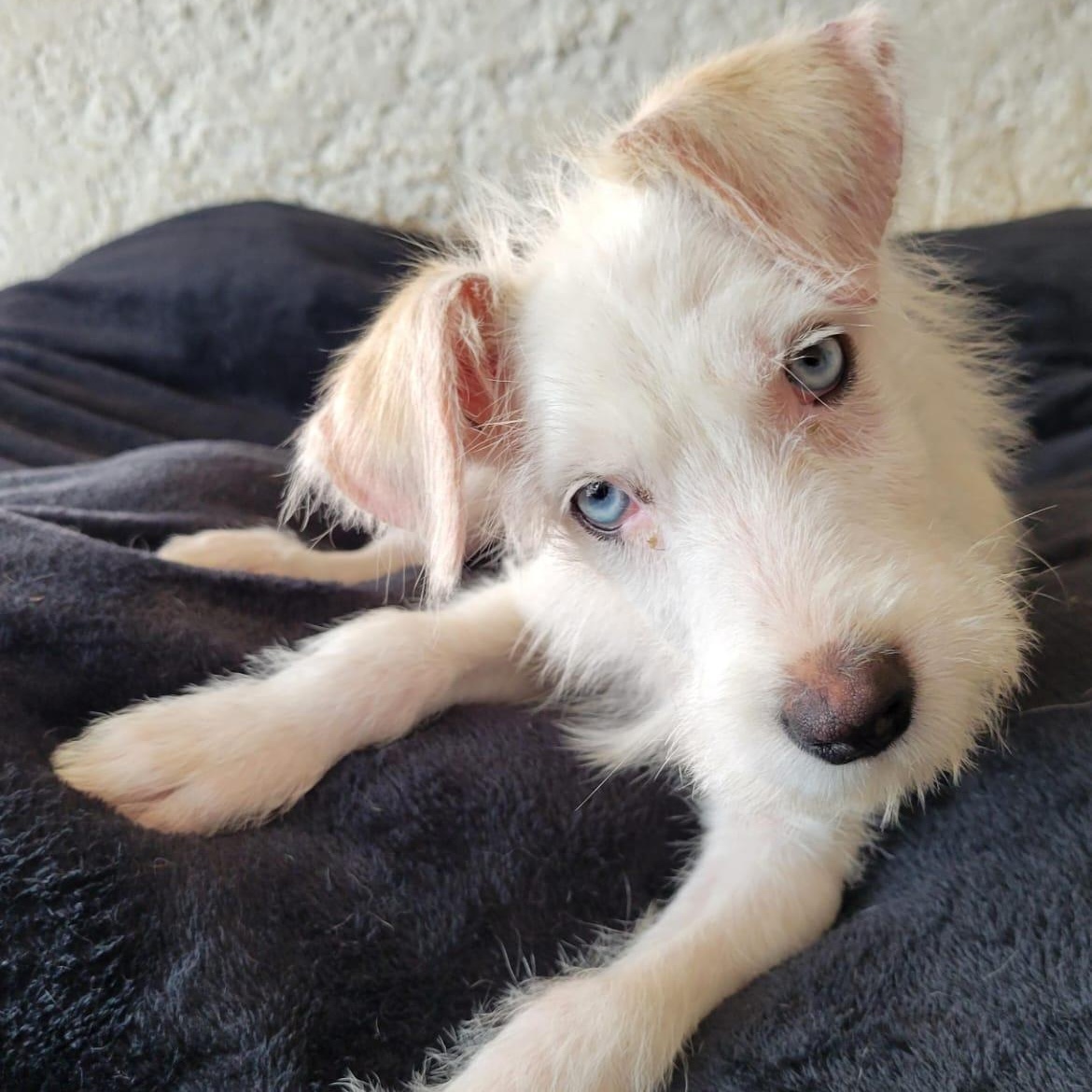 Bluey, Adoptable, Puppy Male Terrier.