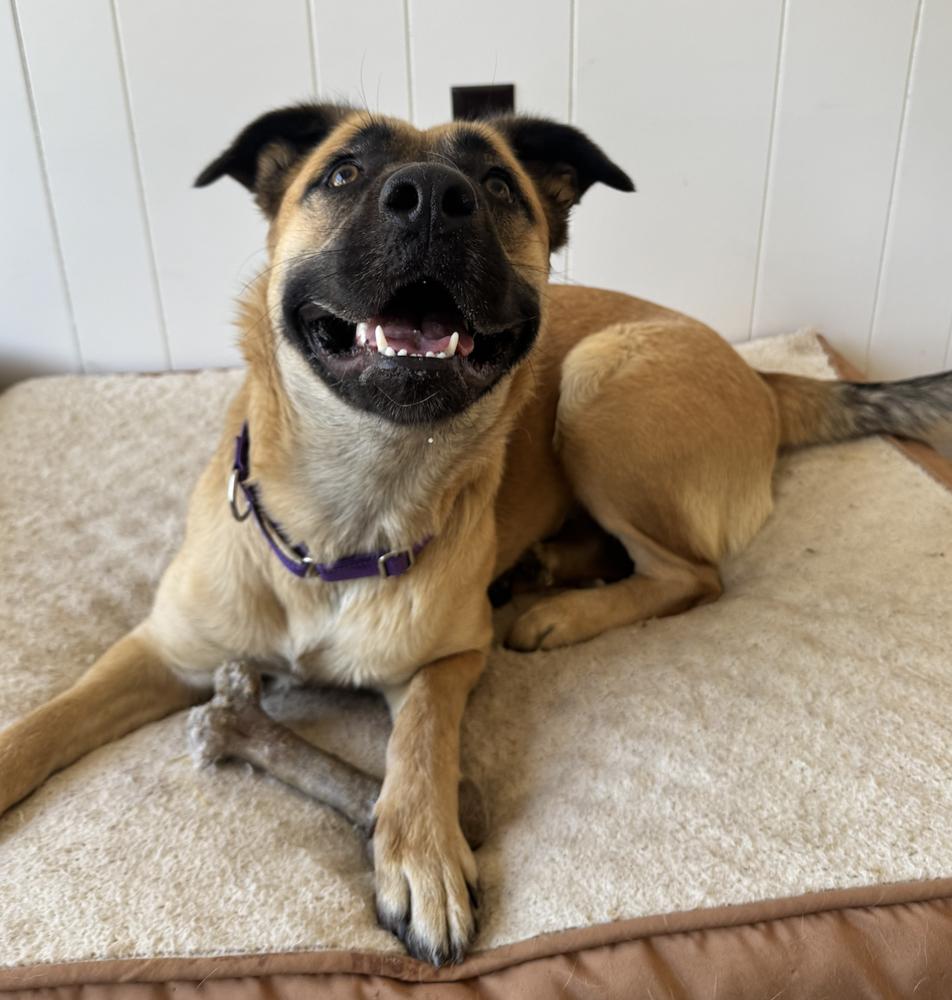 Enlarge Princess, a Adoptable mixed breed in Oakdale, CA image 1/6