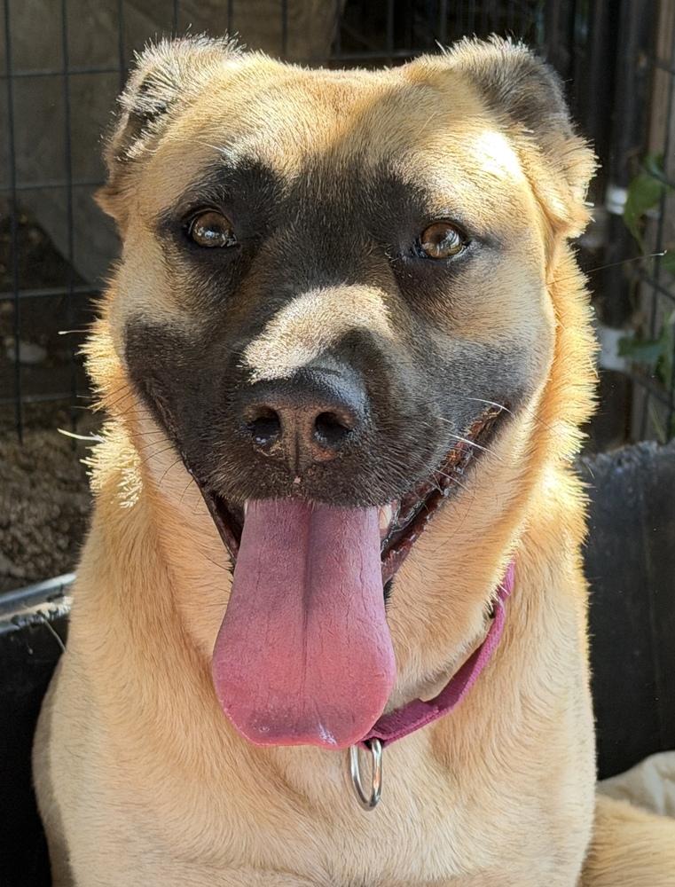Princess, a Adoptable mixed breed in Oakdale, CA image 1/5