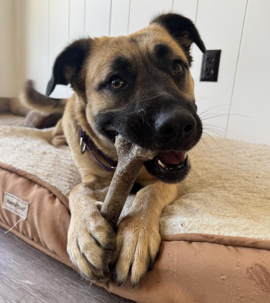 Enlarge Princess, a Adoptable mixed breed in Oakdale, CA image 2/6