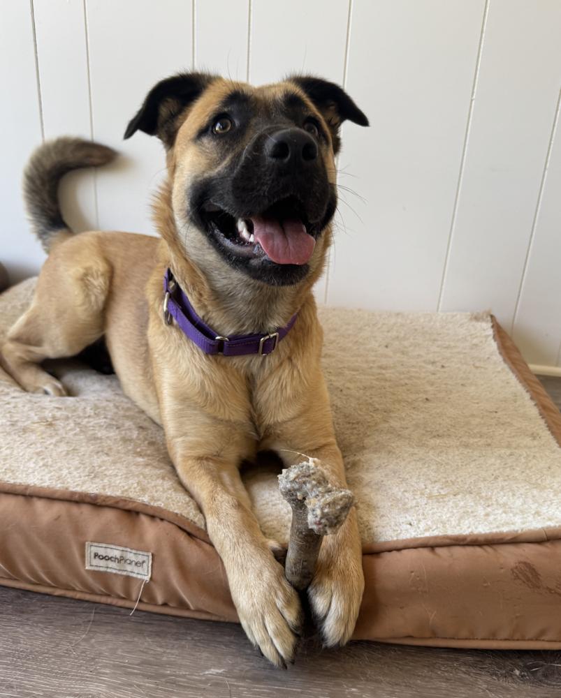 Enlarge Princess, a Adoptable mixed breed in Oakdale, CA image 3/6