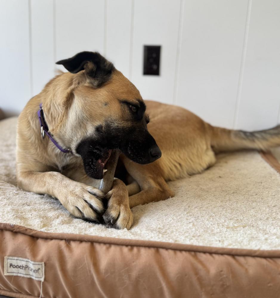 Enlarge Princess, a Adoptable mixed breed in Oakdale, CA image 4/6