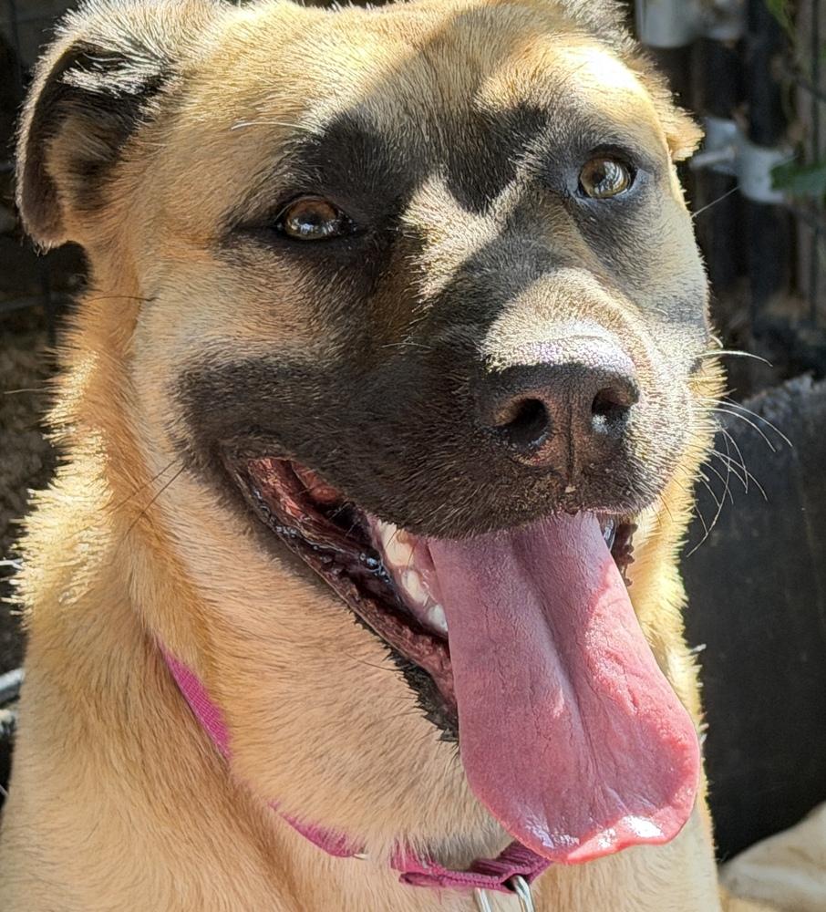 Princess, a Adoptable mixed breed in Oakdale, CA image 3/5