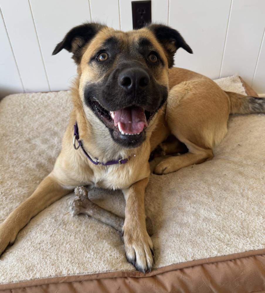 Enlarge Princess, a Adoptable mixed breed in Oakdale, CA image 5/6