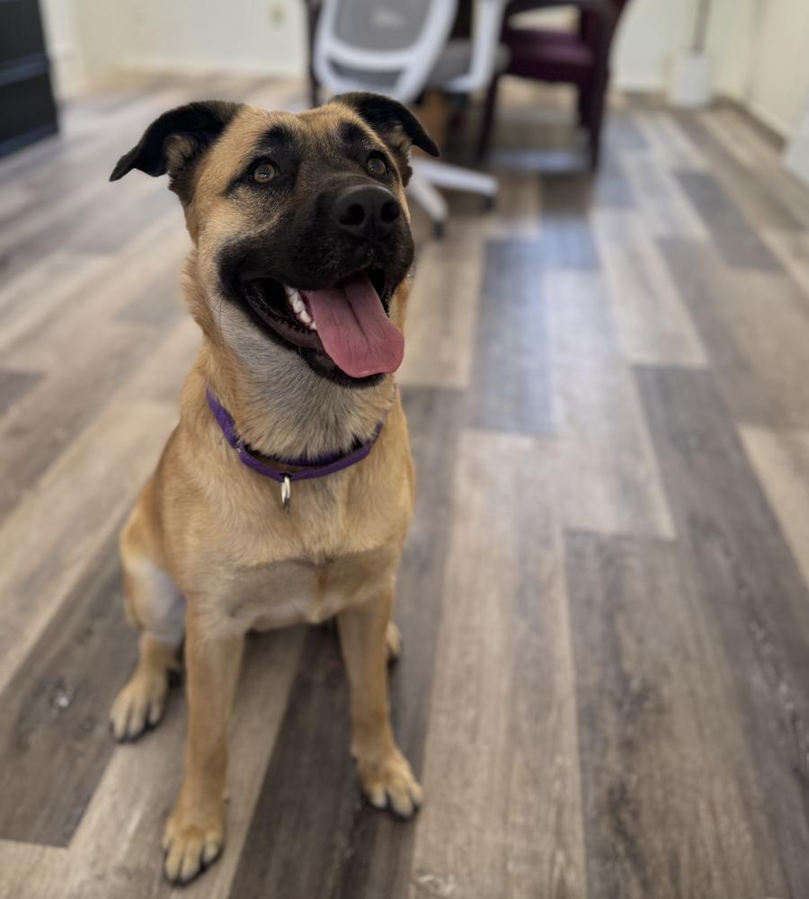 Enlarge Princess, a Adoptable mixed breed in Oakdale, CA image 6/6