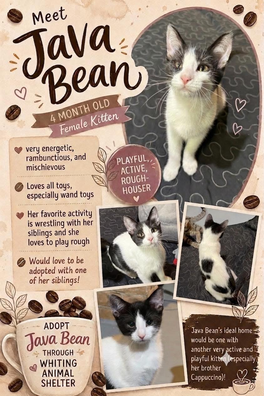 Enlarge Java Bean, a Adoptable Domestic Short Hair in Whiting, IN image 2/2