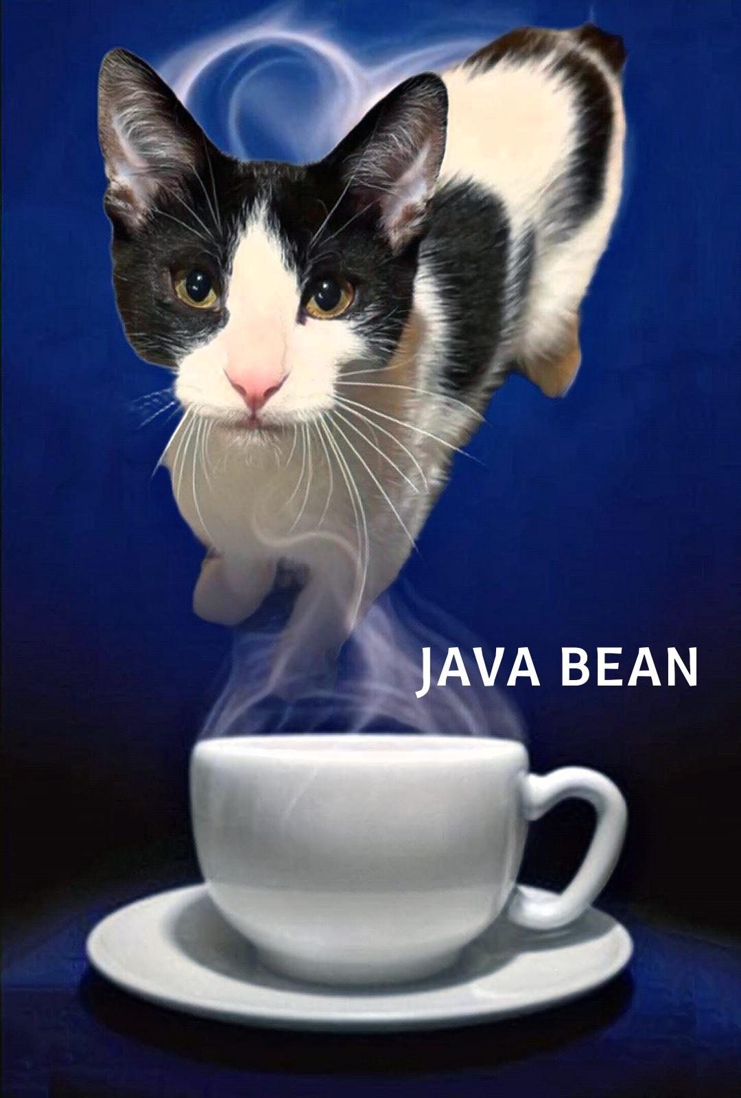 Java Bean, Adoptable, Young Female Domestic Short Hair.