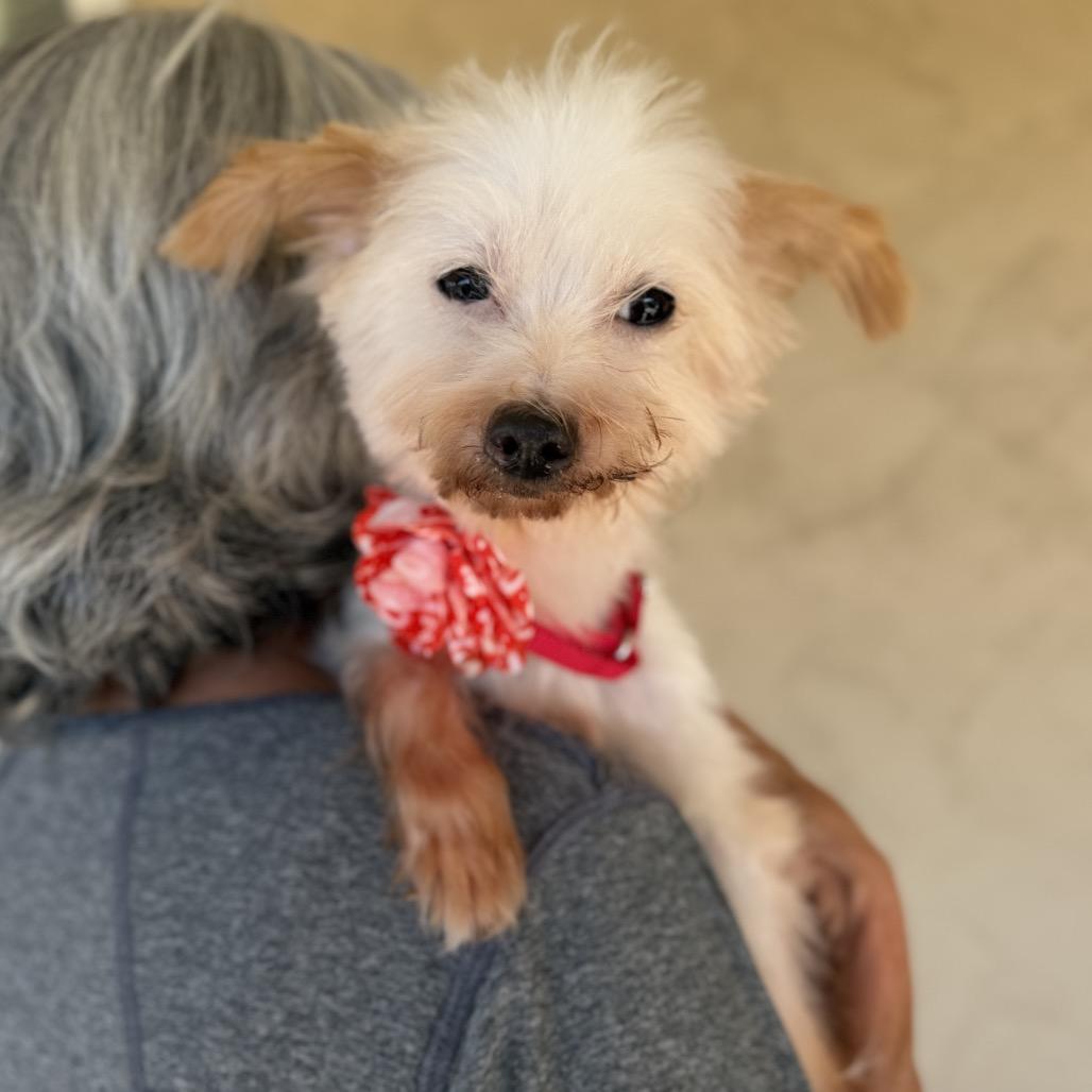 Gertrude — thumbnail 2