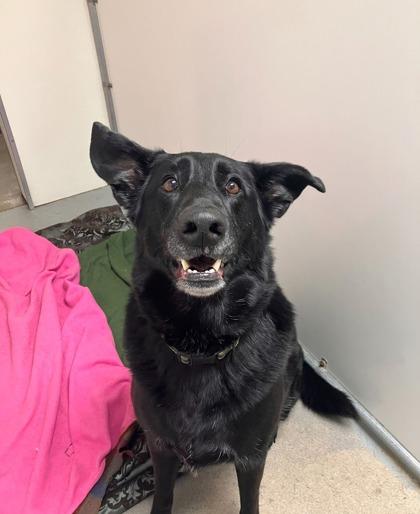 Herbie, a Adoptable mixed breed in Shawano, WI image 1/3