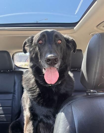 Herbie, a Adoptable mixed breed in Shawano, WI image 2/3