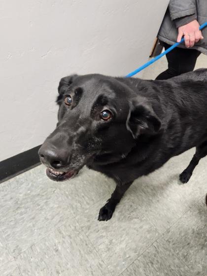 Herbie, a Adoptable mixed breed in Shawano, WI image 3/3