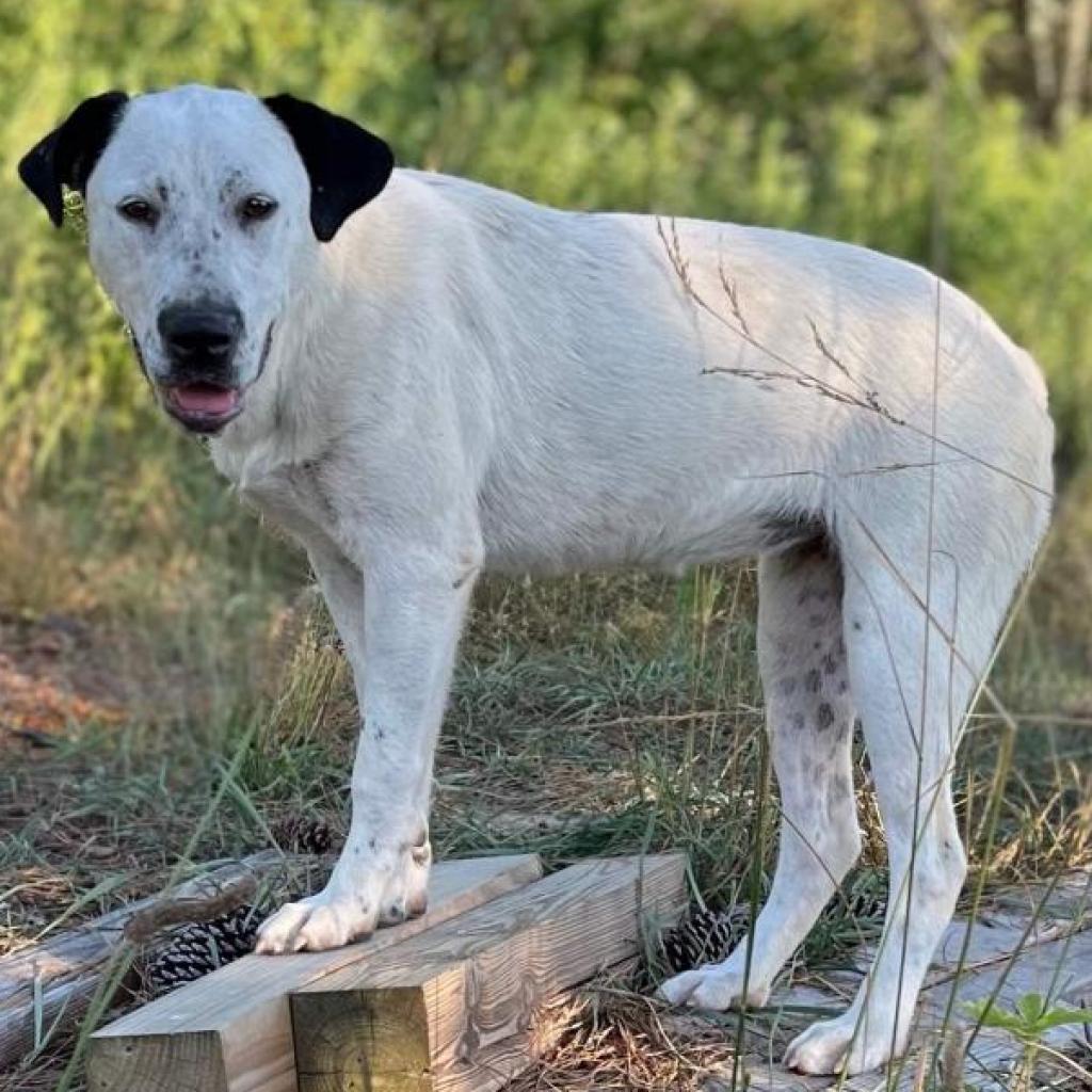 Cheerios-1190, Adoptable, Adult Female Labrador Retriever & Boxer.