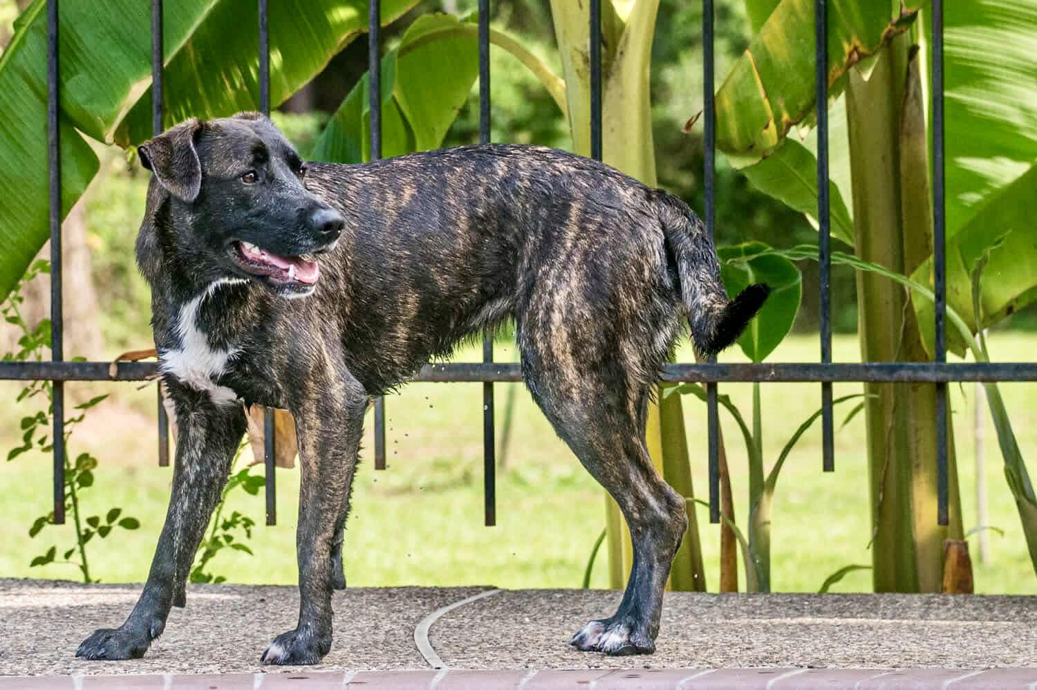 Olive, a Adoptable mixed breed in Seattle, WA image 6/6