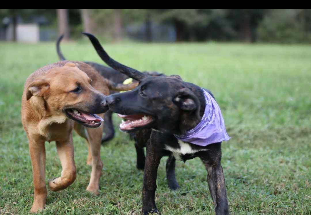 Olive, a Adoptable mixed breed in Seattle, WA image 4/6