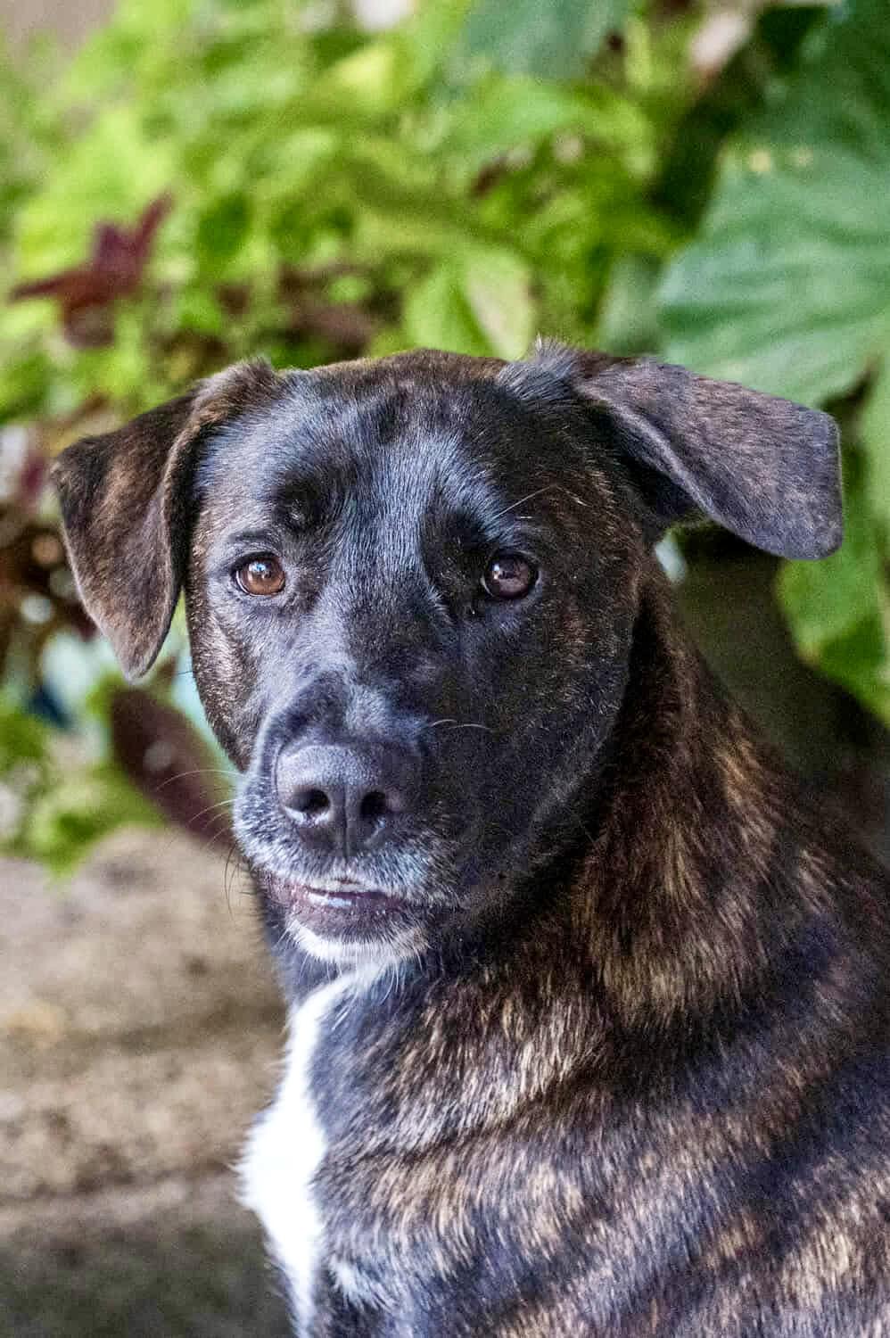 Olive, Adoptable, Young Female American Staffordshire Terrier.