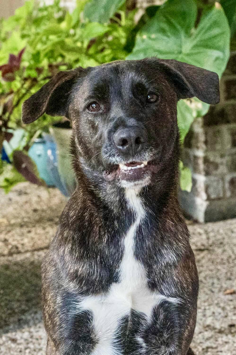 Olive, a Adoptable mixed breed in Seattle, WA image 3/6