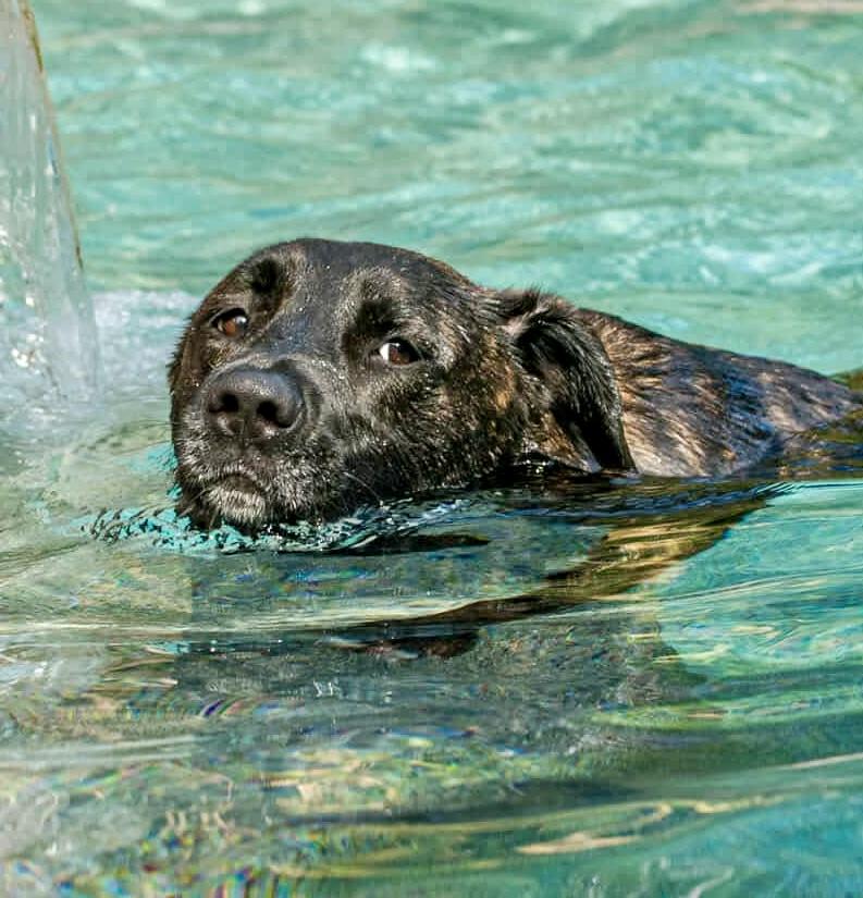 Olive, a Adoptable mixed breed in Seattle, WA image 2/6