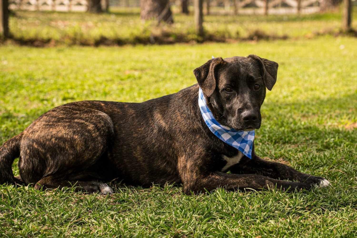 Olive, a Adoptable mixed breed in Seattle, WA image 5/6