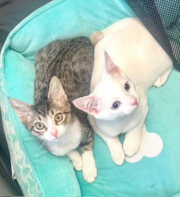 Tapioca, a Adopted Siamese in West Hills, CA image 1/3