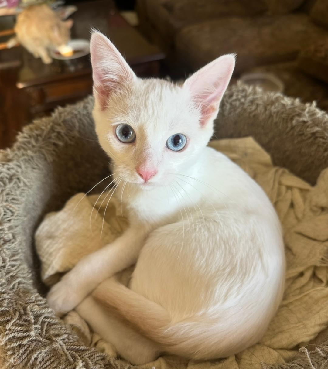 Tapioca, a Adopted Siamese in West Hills, CA image 3/3