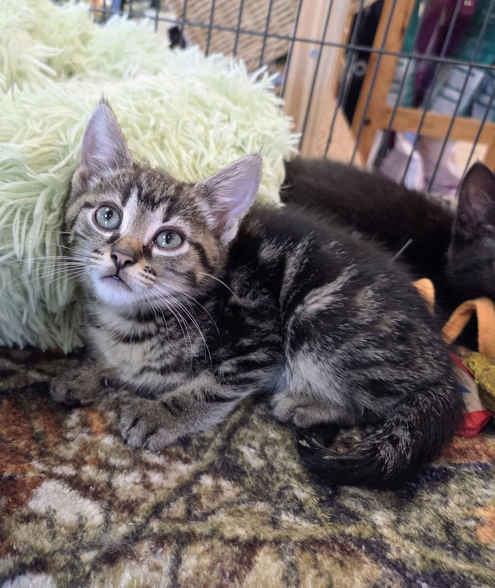 Atlas Kitten, a Adoptable Domestic Short Hair in Allentown, PA image 2/3