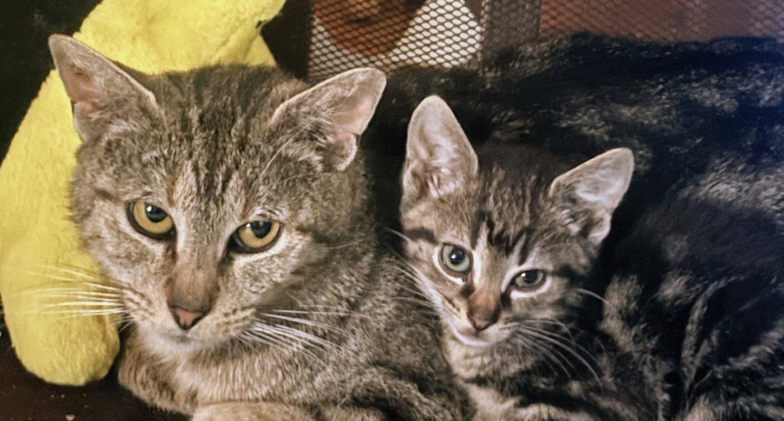 Atlas Kitten, a Adoptable Domestic Short Hair in Allentown, PA image 3/3