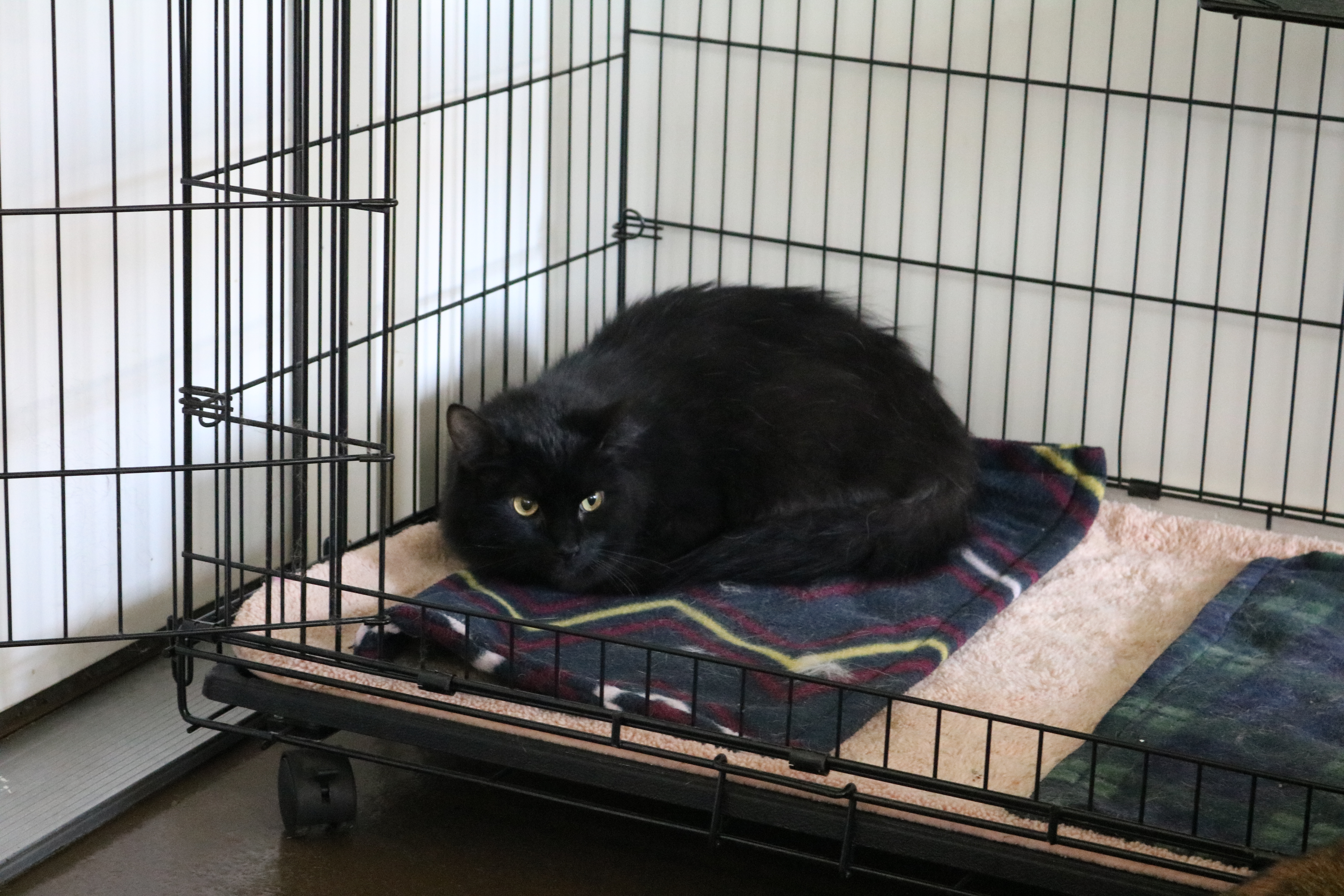 Salem, a Adoptable Domestic Medium Hair in Manchester, MI image 1/2