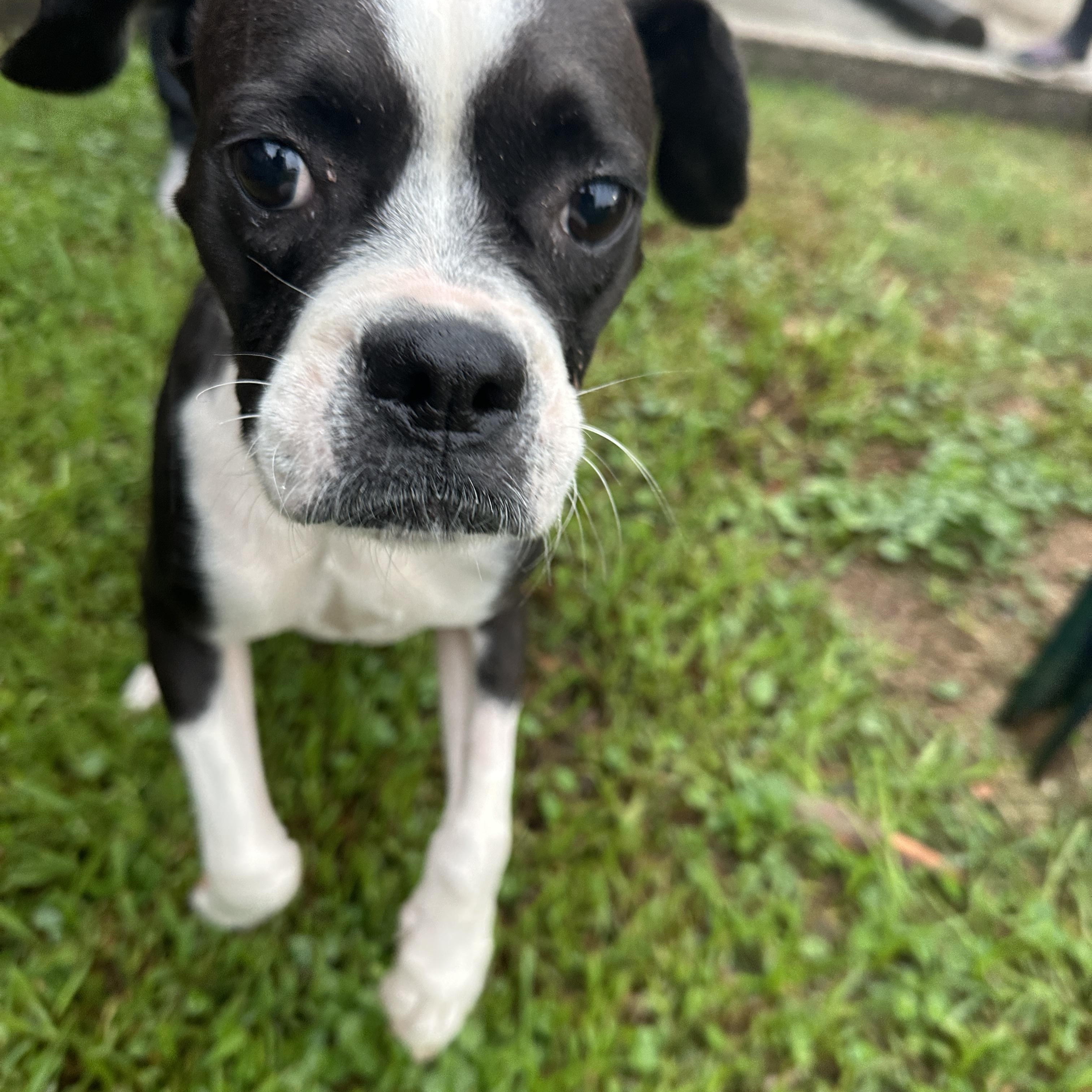 Enlarge Bug / boston terrier mix, a Adoptable mixed breed in Metairie, LA image 6/6