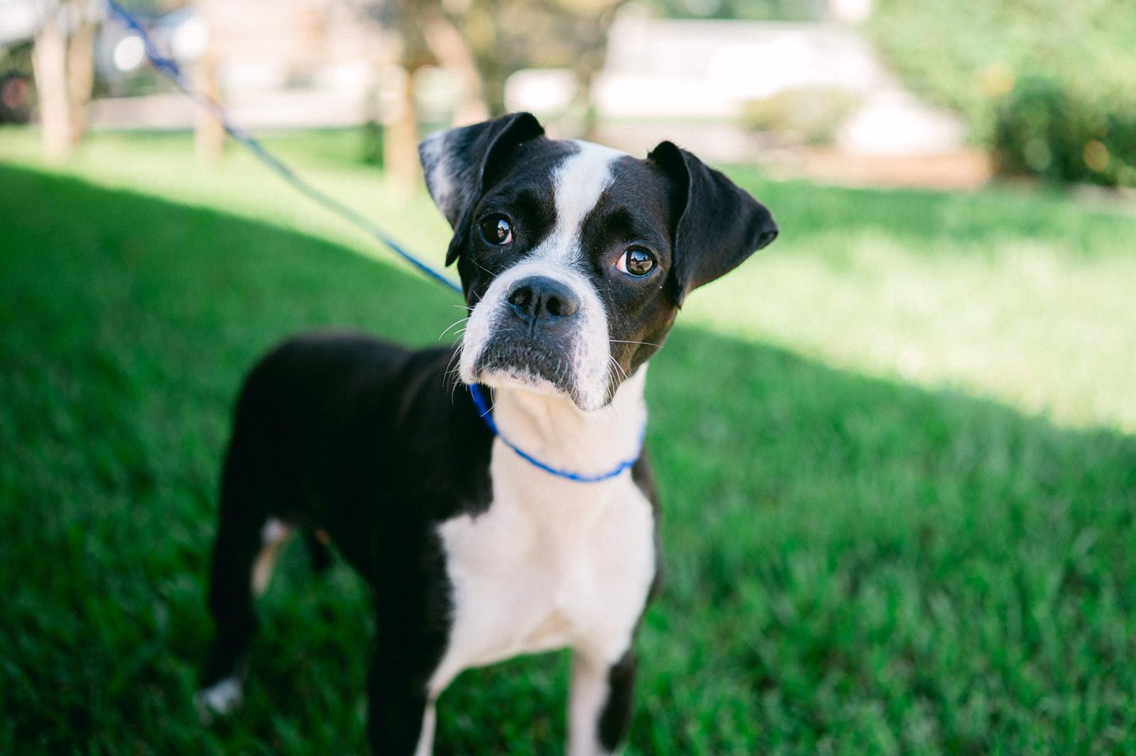 Bug / boston terrier mix, Adoptable, Young Female Boston Terrier.