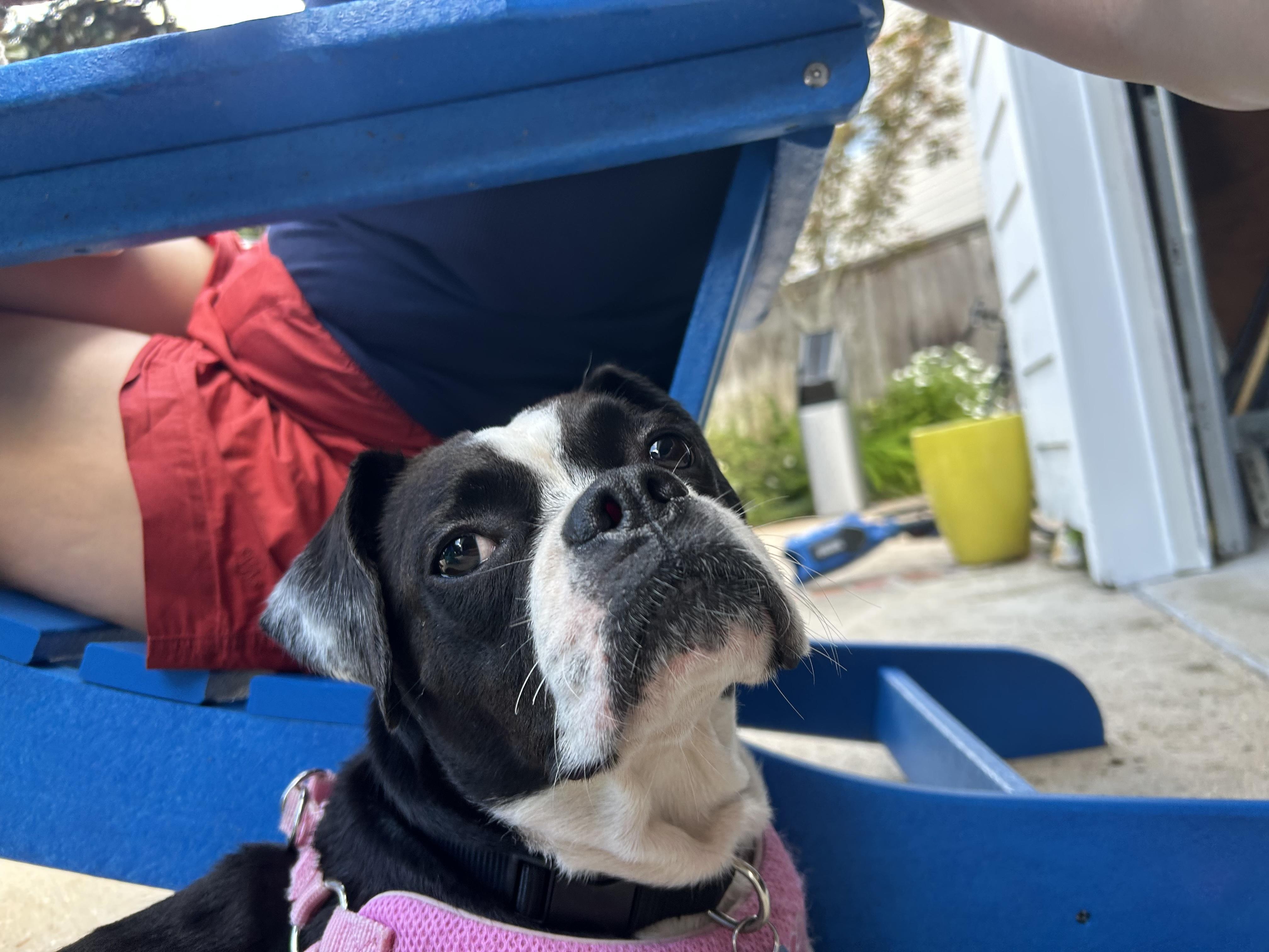 Enlarge Bug / boston terrier mix, a Adoptable mixed breed in Metairie, LA image 5/6