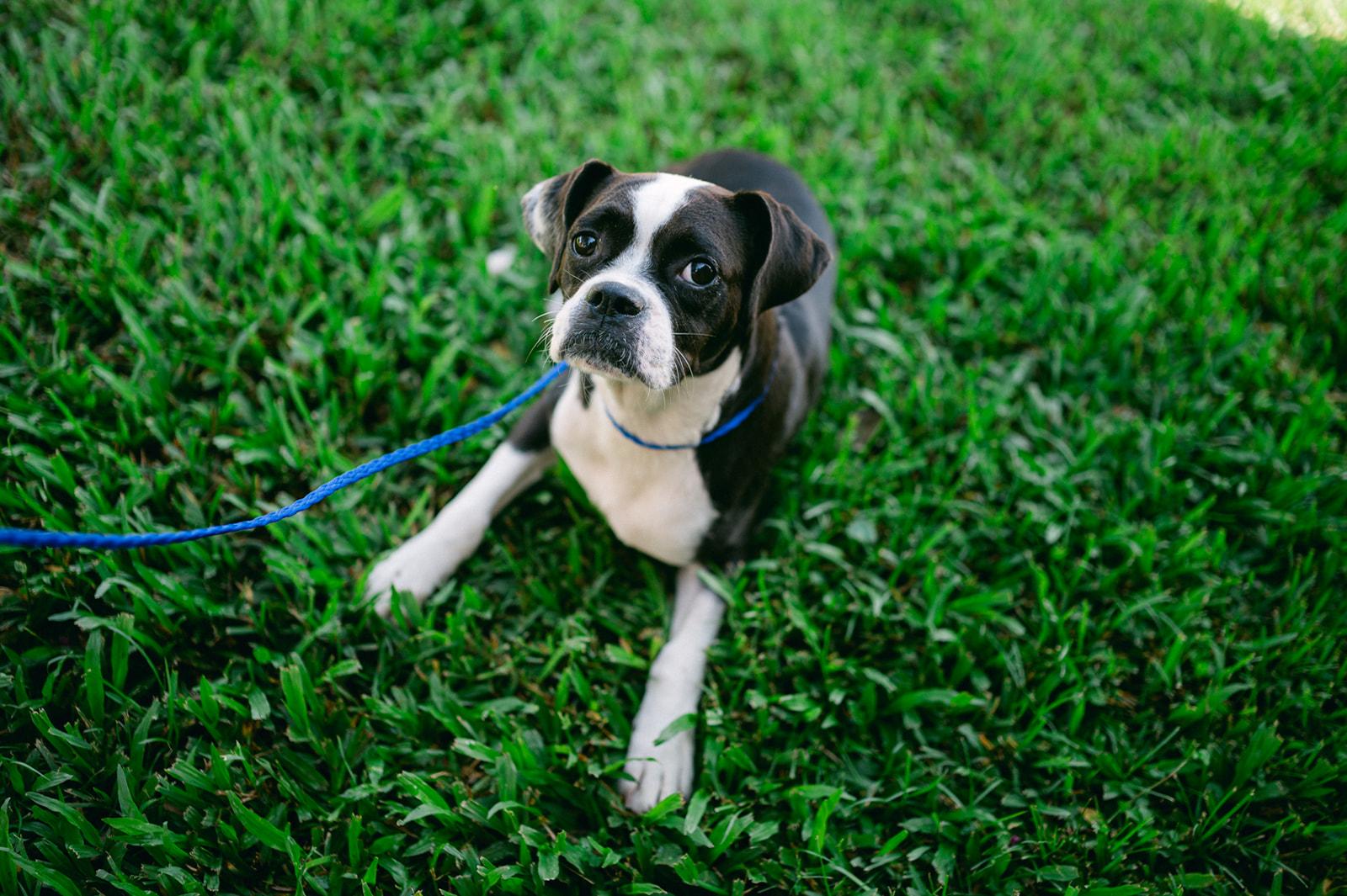 Enlarge Bug / boston terrier mix, a Adoptable mixed breed in Metairie, LA image 3/6