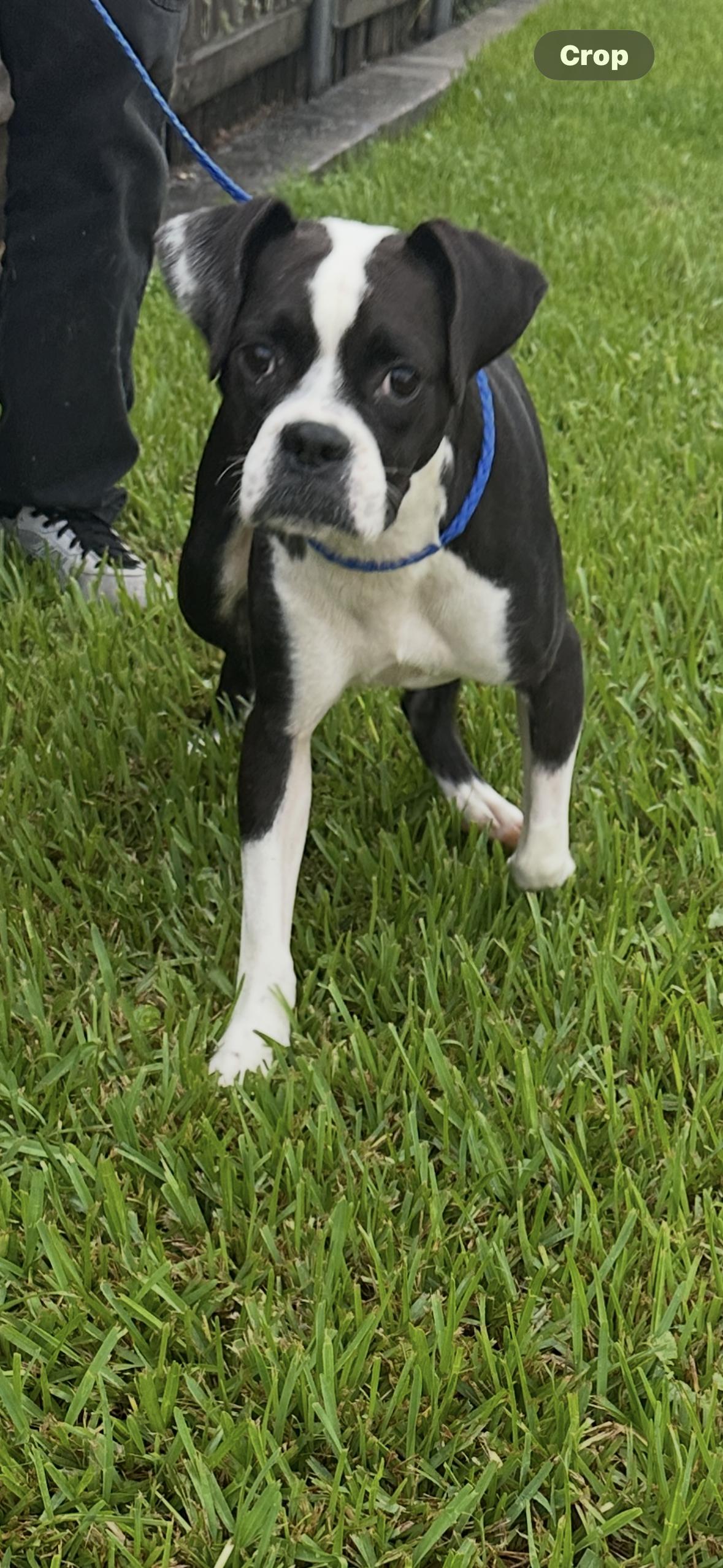 Enlarge Bug / boston terrier mix, a Adoptable mixed breed in Metairie, LA image 4/6