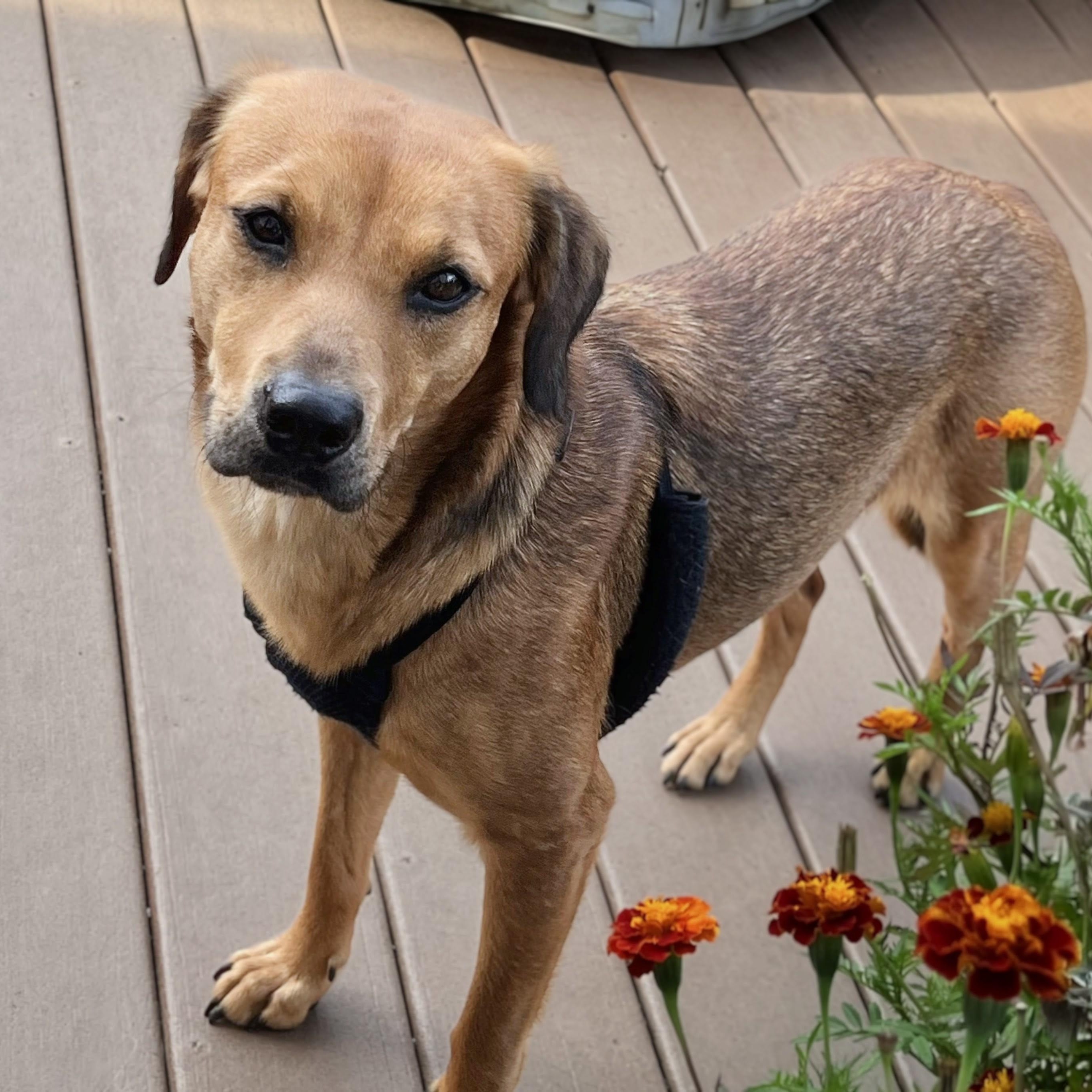 Enlarge Lady, a Adoptable mixed breed in Potomac, MD image 3/6