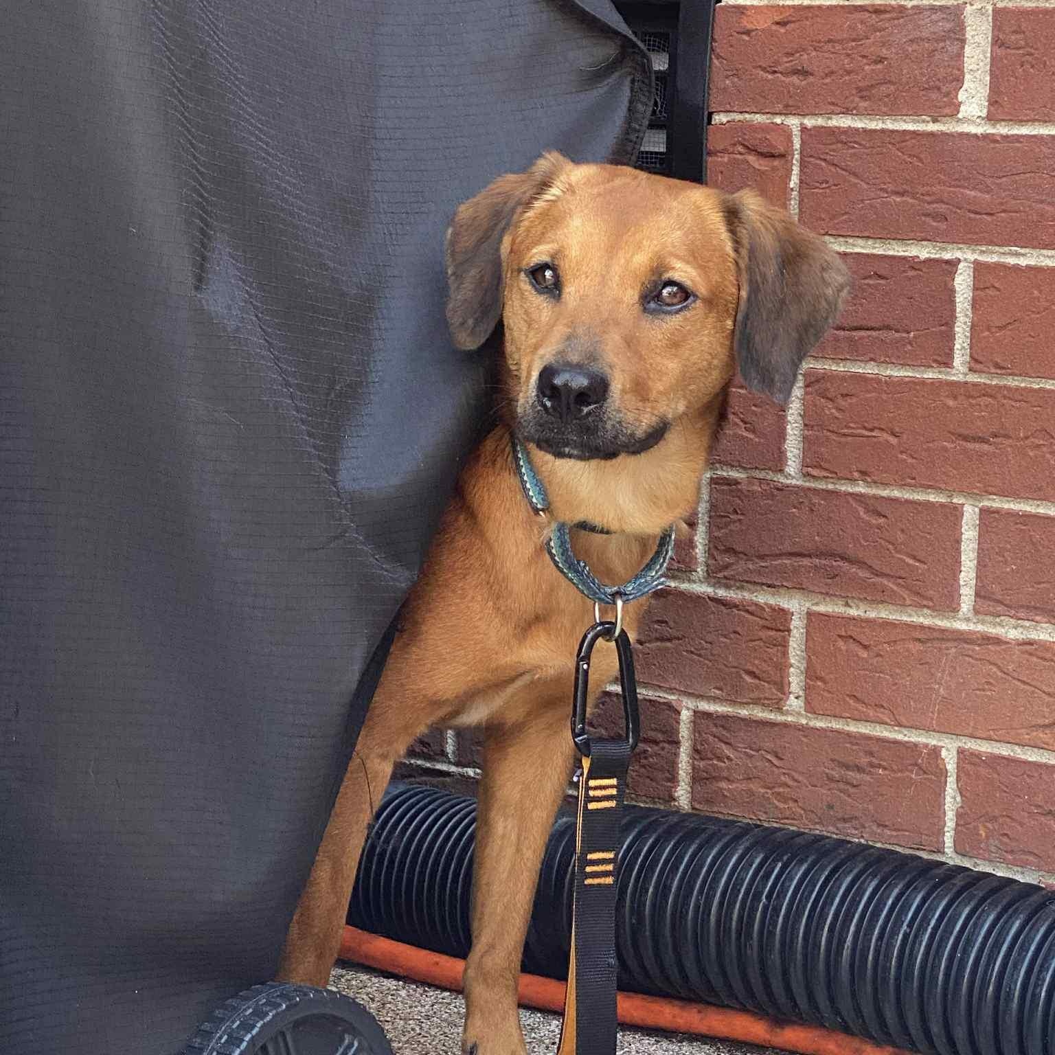 Enlarge Lady, a Adoptable mixed breed in Potomac, MD image 6/6